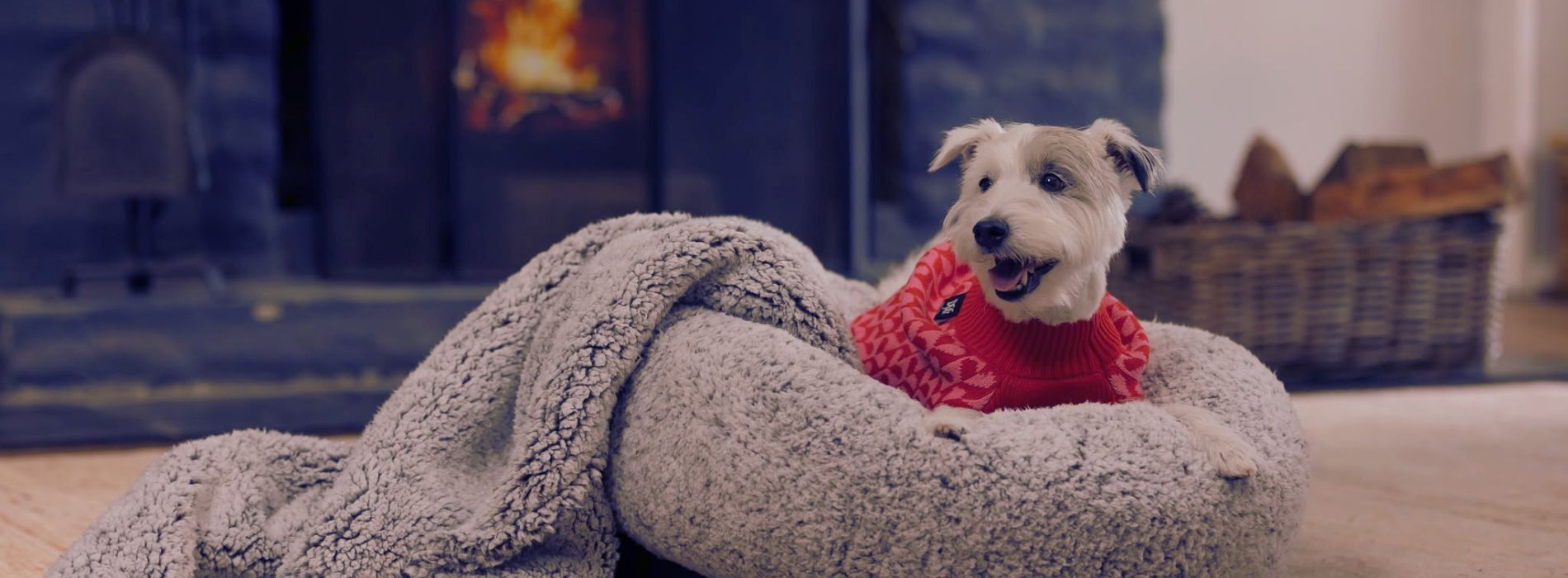Keeping Pets Healthy and Happy This Winter