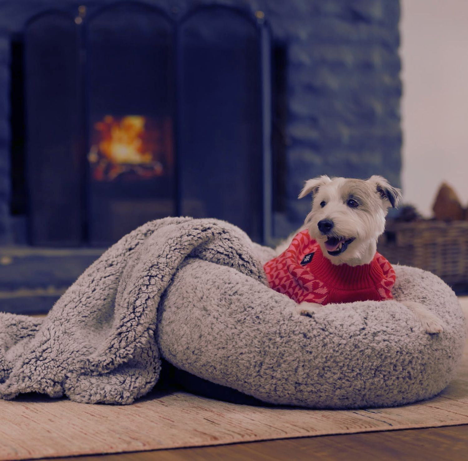 Keeping Pets Healthy and Happy This Winter