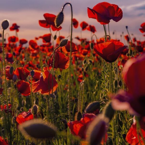 ANZAC Day Trading Hours